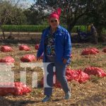 Rendimiento productivo de granos básicos y hortalizas en Nicaragua nicaragua