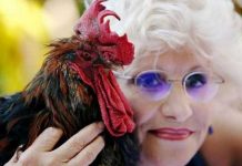 Francia: Gallo Maurice gana juicio y podrá seguir «cantando» francia