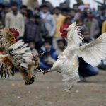 Detienen a 182 personas en campeonato ilegal de pelea de gallos en España espana