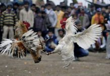 Detienen a 182 personas en campeonato ilegal de pelea de gallos en España espana