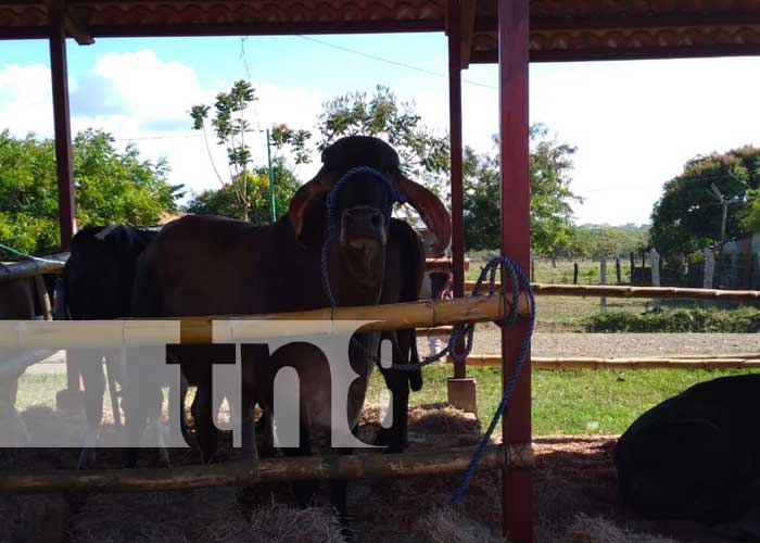 ganado-1 nicaragua
