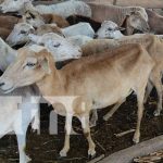 Exitosa crianza de ganado menor en San Esteban, Juigalpa nicaragua