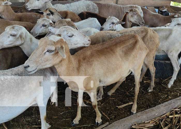 ganado-2 nicaragua