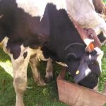 Tercer Congreso para mejorar productividad, calidad y competitividad ganadera nicaragua