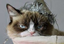 Muere Grumpy Cat, la gata que causó sensación en las redes estados unidos