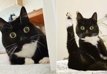 Gata con cara de asombro alborota a todos en las redes (FOTOS) londres