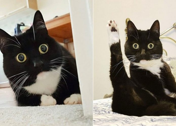 gata-cara-de-asobombro londres