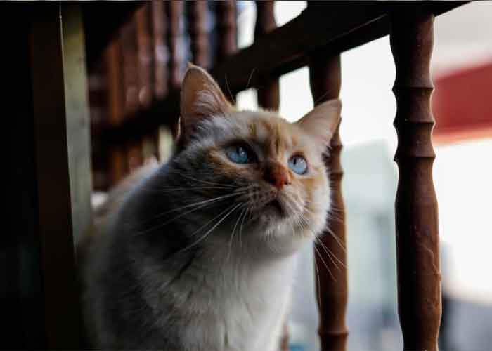 gata-coronavirus-brasil brasil