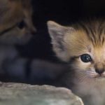 VIDEO: Exitoso rescate de un gatito metido dentro de un botellón en Indonesia indonesia