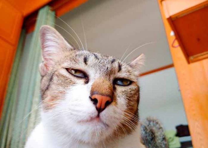 gatito_u1WPf7w dia mas aburrido