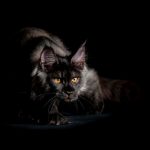 De terror, cámaras captan la desaparición de un gato de la nada austin