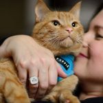 Encuentran a gato congelado que «revive» tras ser rescatado estados unidos