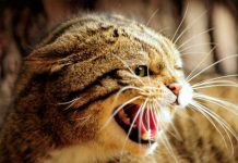 El amo decía que el gato lo quería matar, y así fue estados unidos