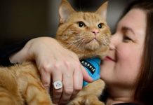 Encuentran a gato congelado que «revive» tras ser rescatado estados unidos