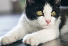 Gato conmociona las redes al darle de comer a su peluche (VIDEO) video
