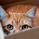 Ella es Lasagna, la gata que abandonaron por gordita (FOTOS) estados unidos