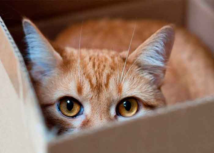 gato-_QaH2kID estados unidos