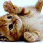 Rescatan a gato gigante en México y lo confunden con un leopardo mexico