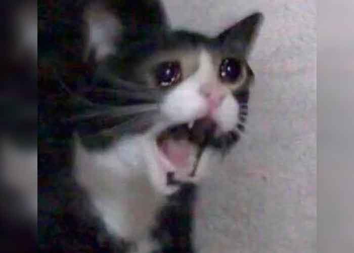 gato-_hBx1iMR meme
