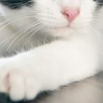 Gato con dos caras impacta las redes (fotos y videos) viral