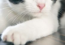 Gato con dos caras impacta las redes (fotos y videos) viral