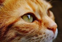 Gato se vuelve viral por la forma de «protegerse» del coronavirus (Fotos) china