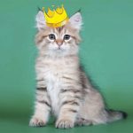 Un gato hereda 30.000 euros en Italia