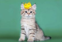 Un gato hereda 30.000 euros en Italia