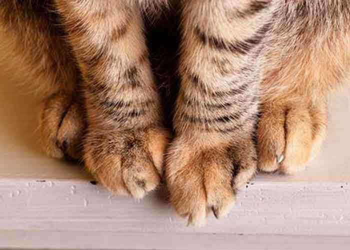 gato-video estados unidos