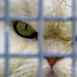 Gato salvaje ataca a pasajeros y capitán de un avión y lo obliga a aterrizar sudan