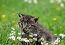 Una gata regresa a casa 13 años después de estar perdida y muere 3 días después gata