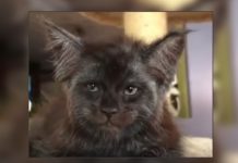 VIDEOS: Gato ruso con «rostro humano» se hace viral en las redes rusia