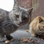 Australia planea matar a 2 millones de gatos con salchichas envenenadas australia