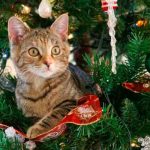 El árbol de Navidad con casas para gatitos callejeros en Italia italia