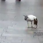 Videos de gaviotas tragando ratas y palomas invaden las redes gaviotas