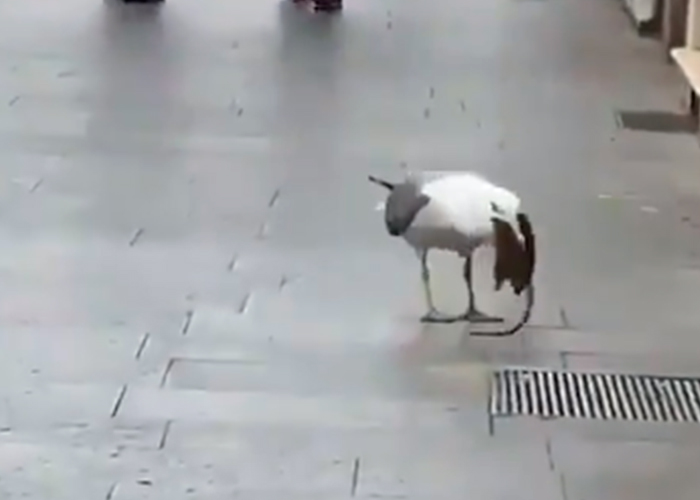 gaviotas-tragando-ratas gaviotas