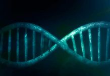 Crean el primer organismo vivo con el ADN completamente rediseñado