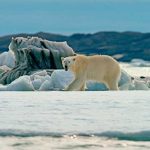 Científicos revelan videos de cómo el Ártico se está derritiendo ciencia