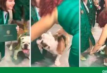 Perro muerde el diploma de una recién graduada y reacción se vuelve viral perro
