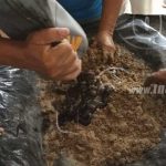 Productores de Nandaime capacitados en elaborar alimento de ganado nicaragua
