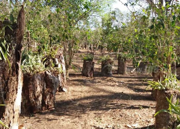 granada-2_1mtbEwp nicaragua