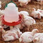 La Granja de Santa Rosa un emprendimiento familiar que inspira en Nueva Segovia nicaragua