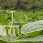 Productores estelianos de granos básicos están listos para ciclo de primera nicaragua, granos basicos, esteli, produccion, agricultura,