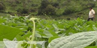 nicaragua, granos basicos, esteli, produccion, agricultura,
