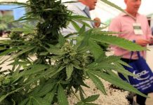 Grecia instala su primera máquina distribuidora de cannabis grecia