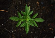 Científicos detectan conexión entre consumo de marihuana y esquizofrenia estados unidos