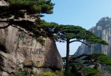 El árbol más famoso de China se encuentra en peligro por causa del turismo china