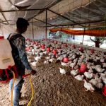 Rusia detecta primer caso de transmisión de cepa de gripe aviar a humanos mundo