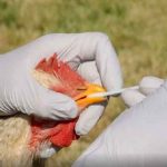 Granjas en Bélgica detectan brotes altamente contagioso de gripe aviar belgica