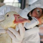 Francia detecta un brote de gripe aviar en una granja de patos francia
